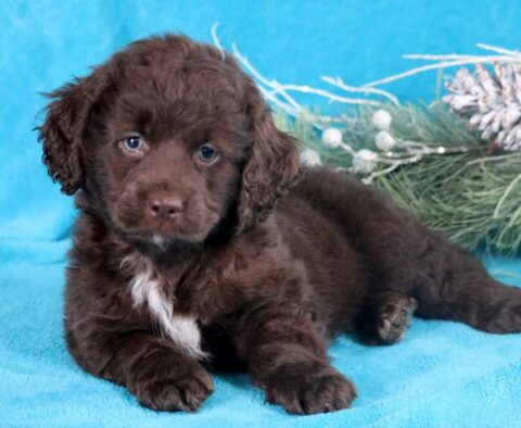 Hewie Cockapoo