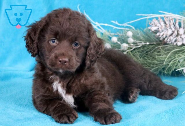 Hewie Cockapoo image