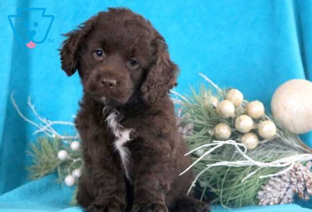 Hewie Cockapoo2 image