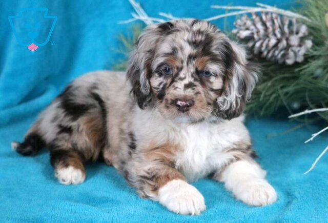 Hilary Cockapoo image
