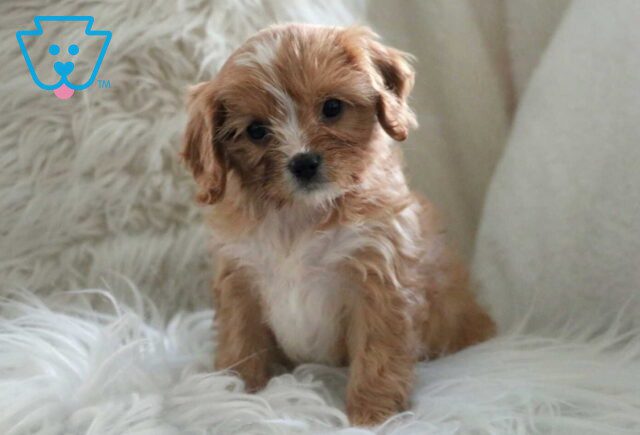 Honey Cavapoo image