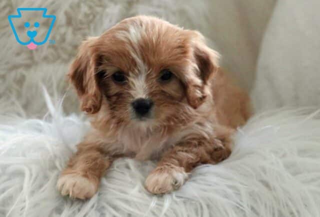 Honey Cavapoo2 image
