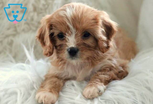 Honey Cavapoo3 image
