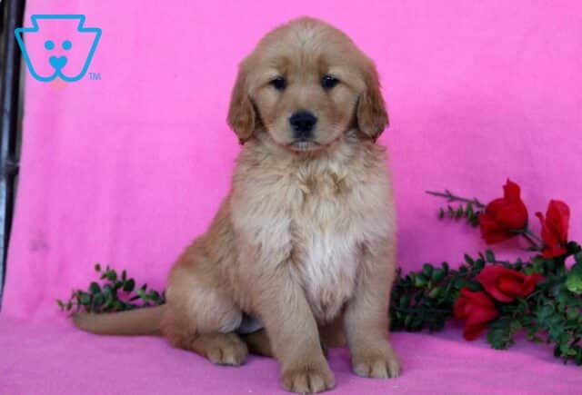 Honey Golden image