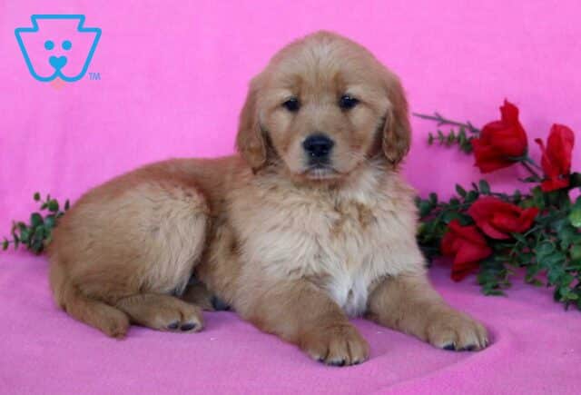 Honey Golden2 image