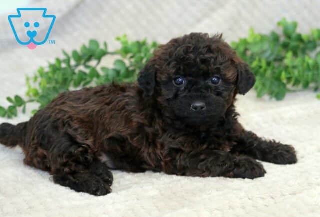 Honeybee Mini Goldendoodle image