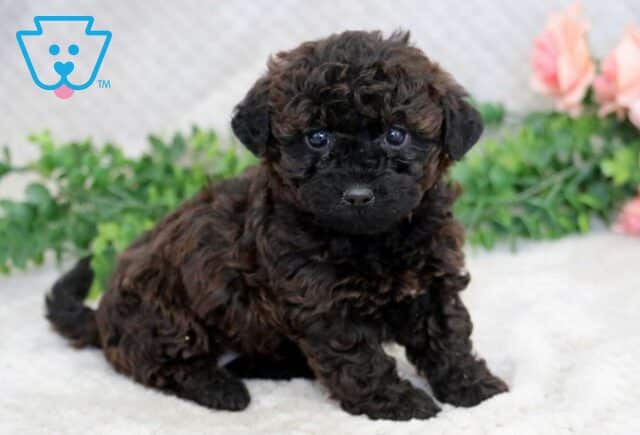 Honeybee Mini Goldendoodle2 image