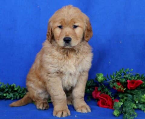 Hooch Golden