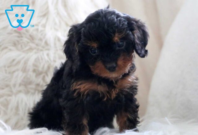 Hope Cavapoo image
