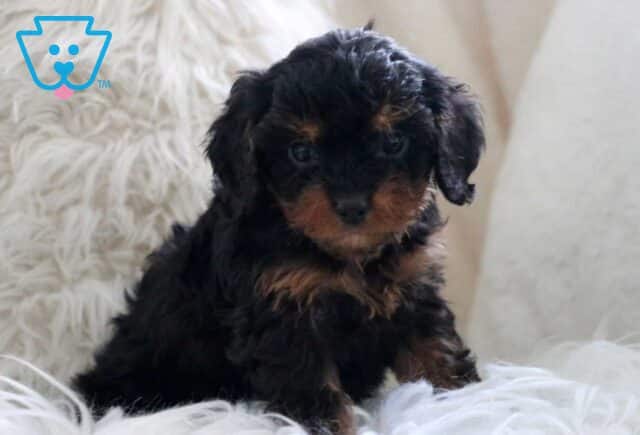 Hope Cavapoo2 image