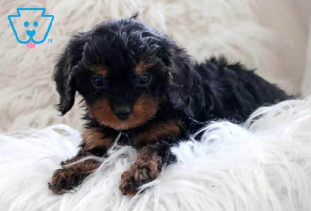 Hope Cavapoo3 image