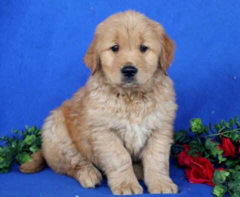 Huckle Golden