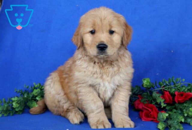 Huckle Golden image