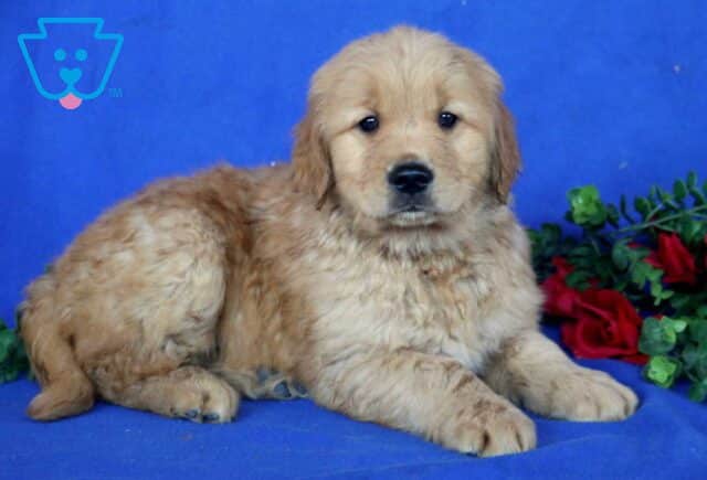 Huckle Golden2 image