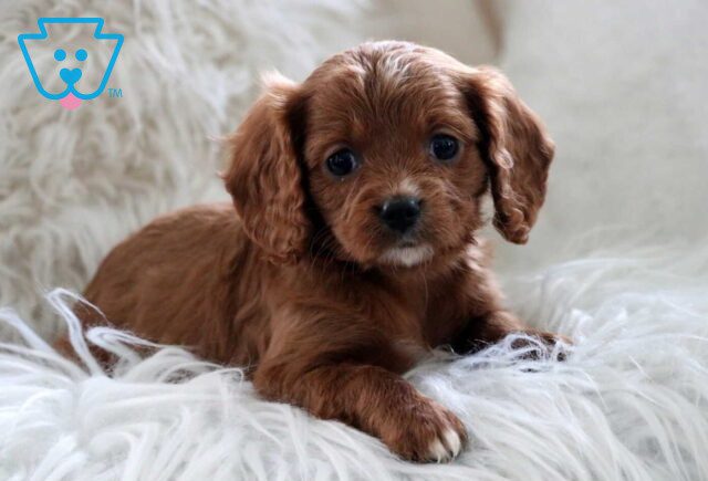 Hugo Cavapoo image