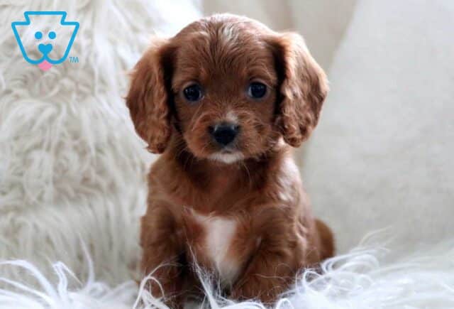 Hugo Cavapoo2 image