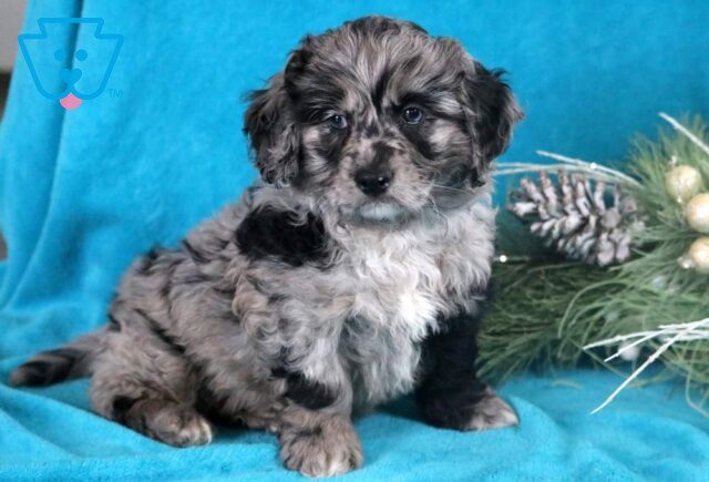 Hunter Cockapoo image