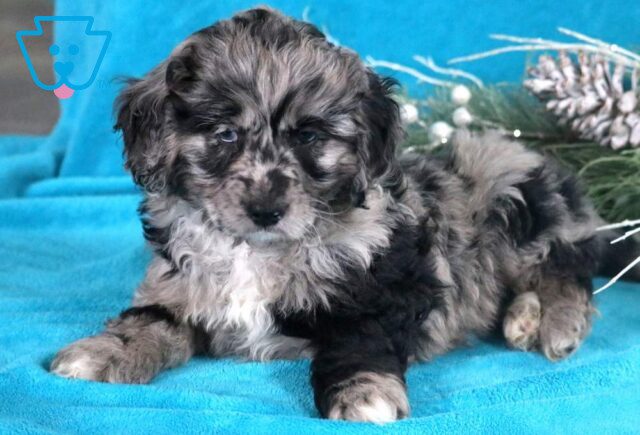 Hunter Cockapoo2 image