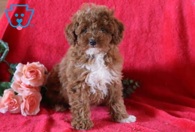 Isabella Mini Poodle Retake image
