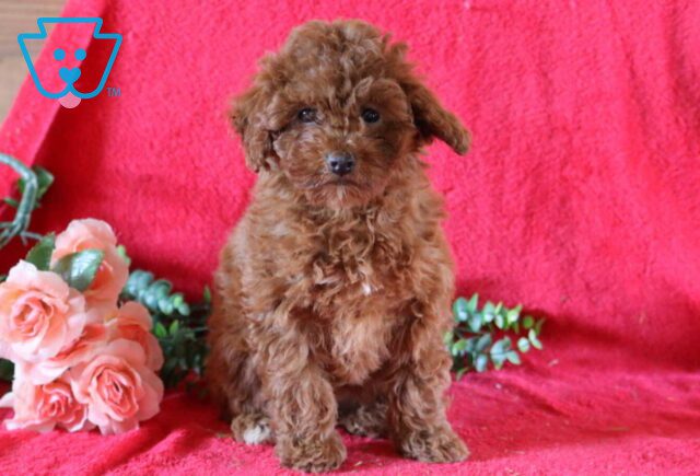 Ivory Mini Poodle Retake image