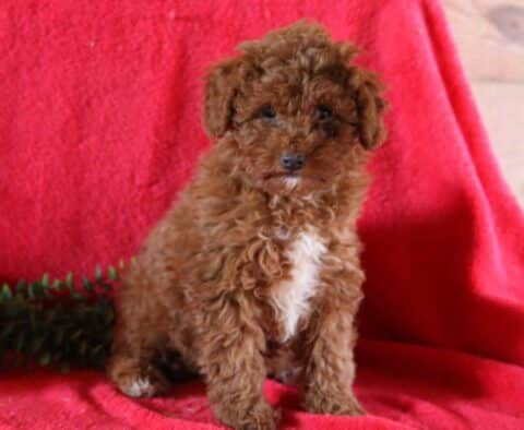 Izzy Mini Poodle Retake