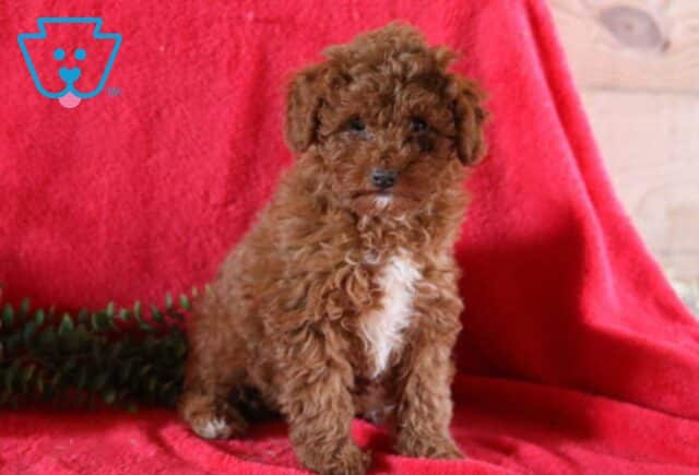 Izzy Mini Poodle Retake image