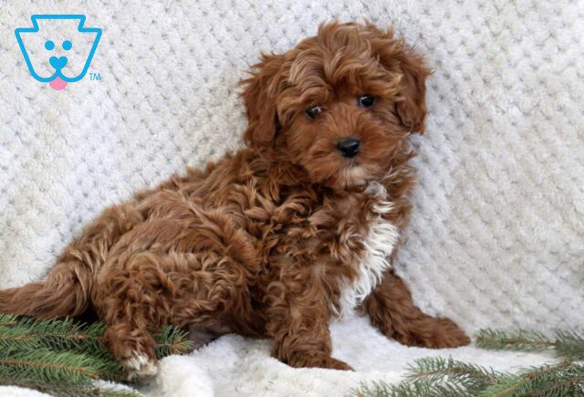 Jace Cavapoo image