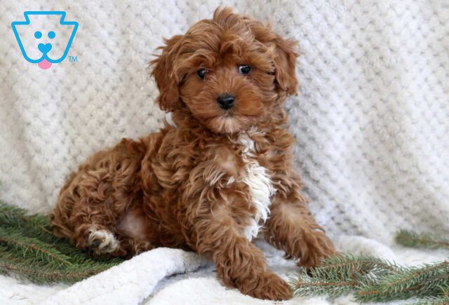 Jace Cavapoo2 image