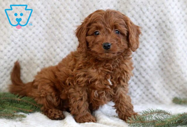 Jakey Cavapoo image