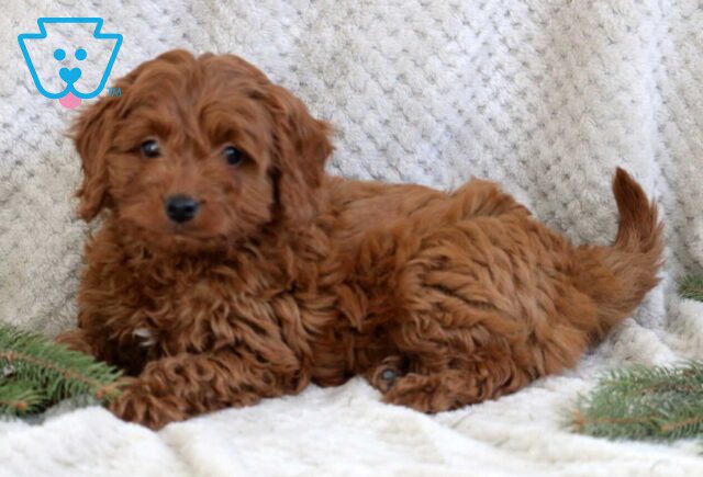 Jakey Cavapoo2 image
