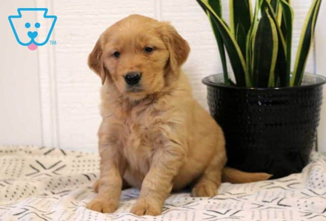 Jax Golden image