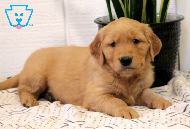 Jax Golden2 image