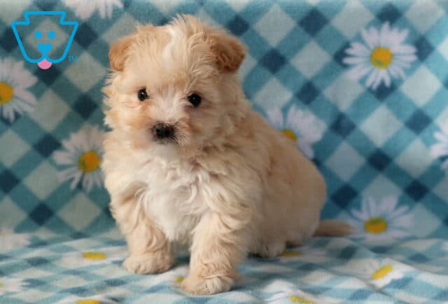 Jax Maltipoo image