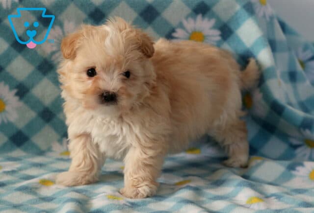 Jax Maltipoo2 image
