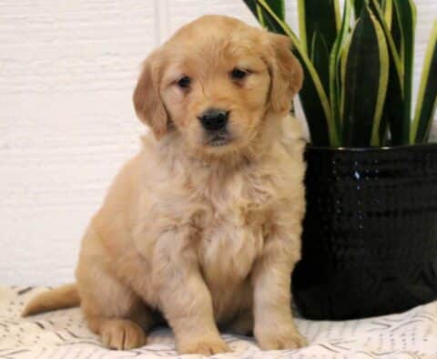 Jazzy Golden