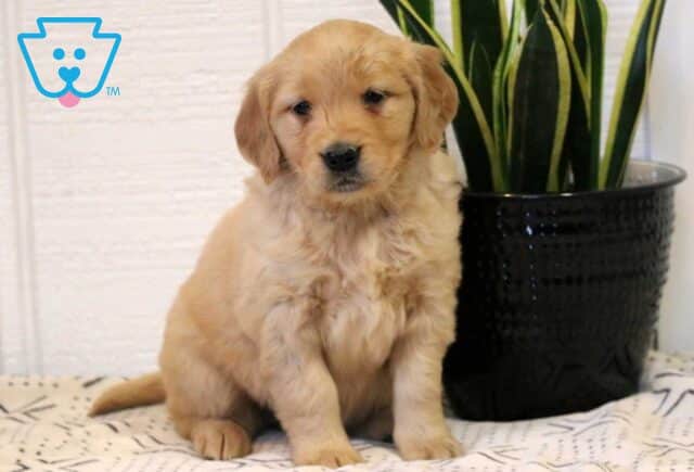Jazzy Golden image