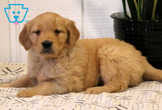 Jazzy Golden2 image