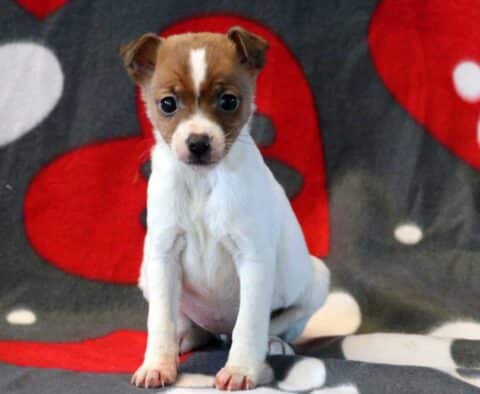 Jill Jack Russel