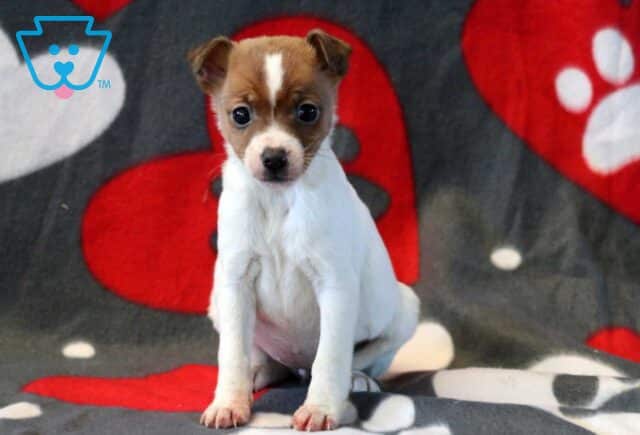 Jill Jack Russel image