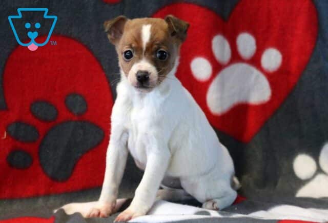 Jill Jack Russel2 image