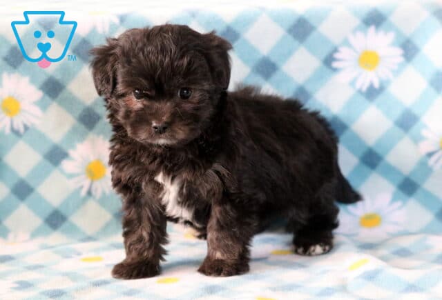 Joey Maltipoo image