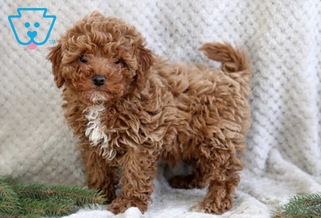 Jojo Cavapoo image
