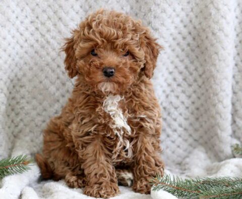 Jojo Cavapoo2