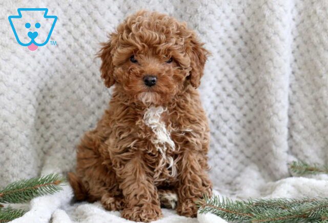 Jojo Cavapoo2 image