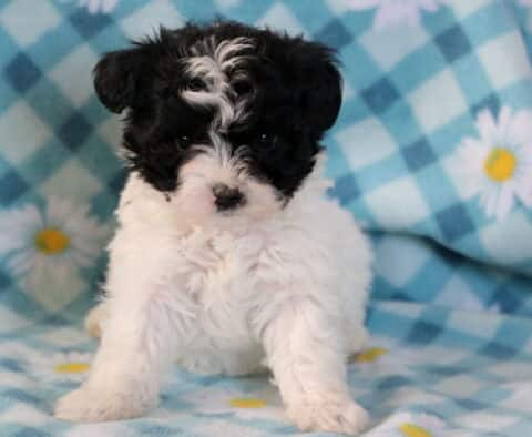 Josie Maltipoo