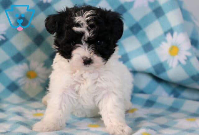 Josie Maltipoo image