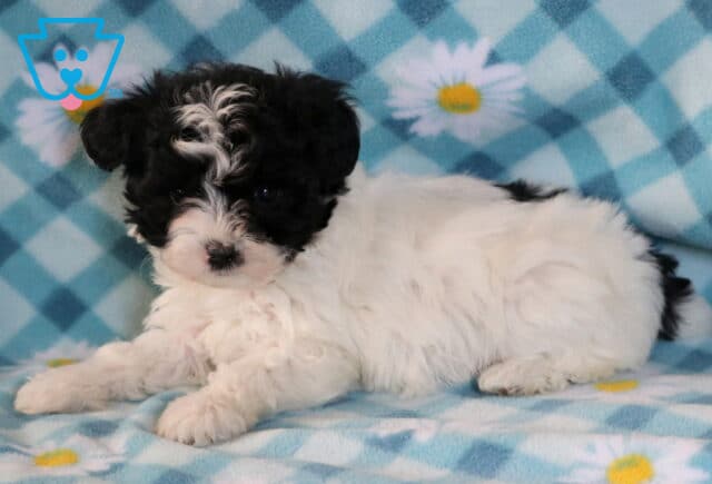 Josie Maltipoo2 image