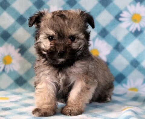 Joy Maltipoo2