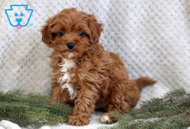 Jud Cavapoo image