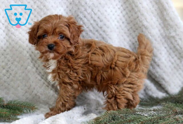 Jud Cavapoo2 image